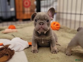 French Bulldog dogs Soni - Ad 9