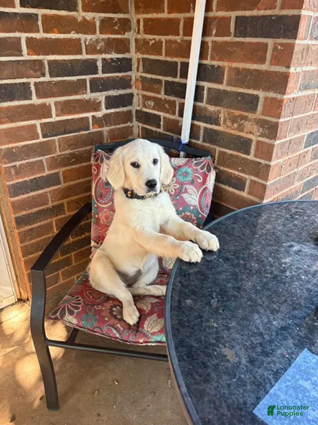 Golden Retriever dogs for sale: Luna - Ad 2