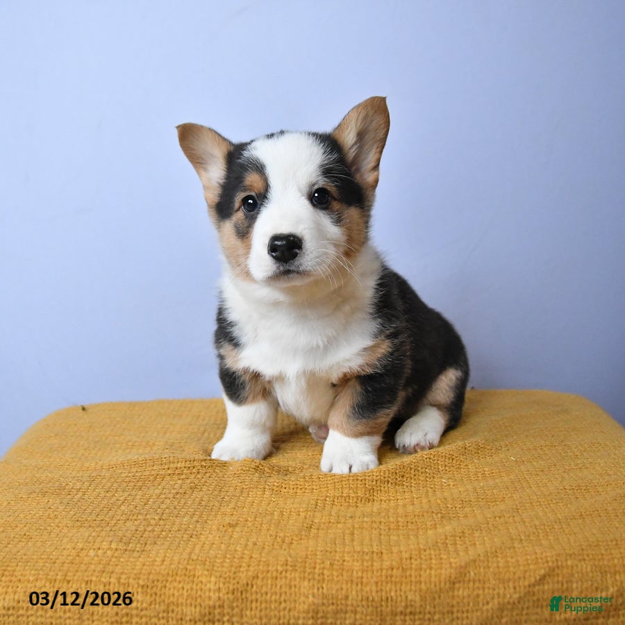 Welsh Corgi Pembroke dogs River - Ad 1