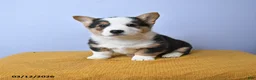 Welsh Corgi Pembroke dogs for sale: River - Ad 1