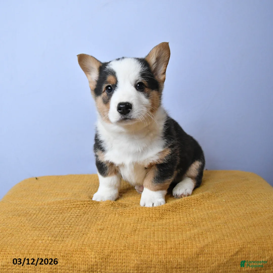 Welsh Corgi Pembroke dogs for sale: River - Ad 1