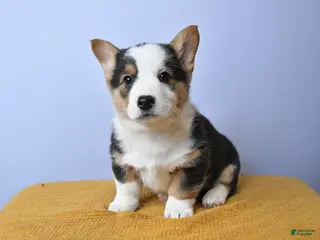 Welsh Corgi Pembroke dogs for sale: River - Ad 4