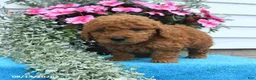 Mini Goldendoodle dogs for sale: Kevin - Ad 3