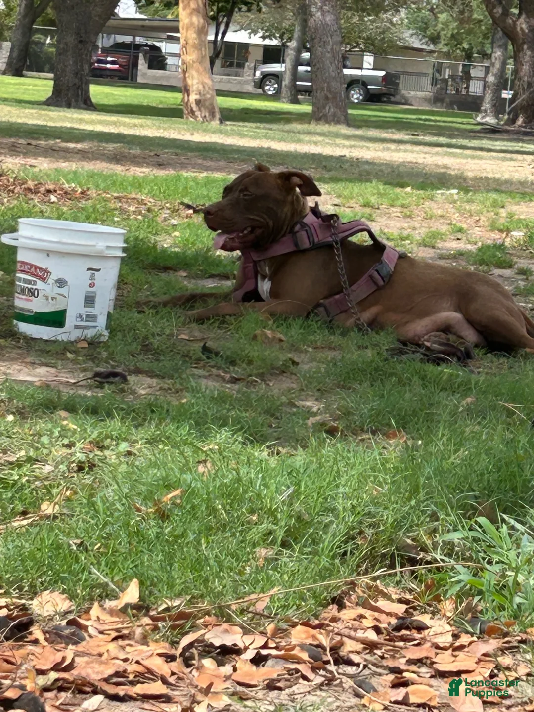 American Pit Bull Terrier dogs for sale: American Pit Bull Terrier  - Ad 7