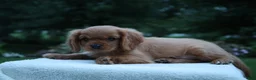 Cavalier King Charles Spaniel dogs for sale: Teddy - Ad 11