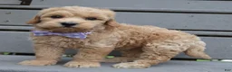 Mini Goldendoodle dogs for sale: Mini Ginger - Ad 12