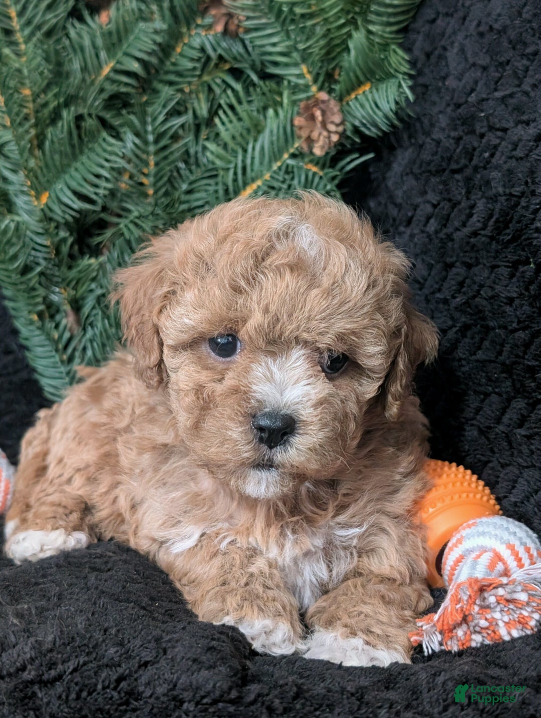 Cavachon dogs for sale: Susie  - Ad 3