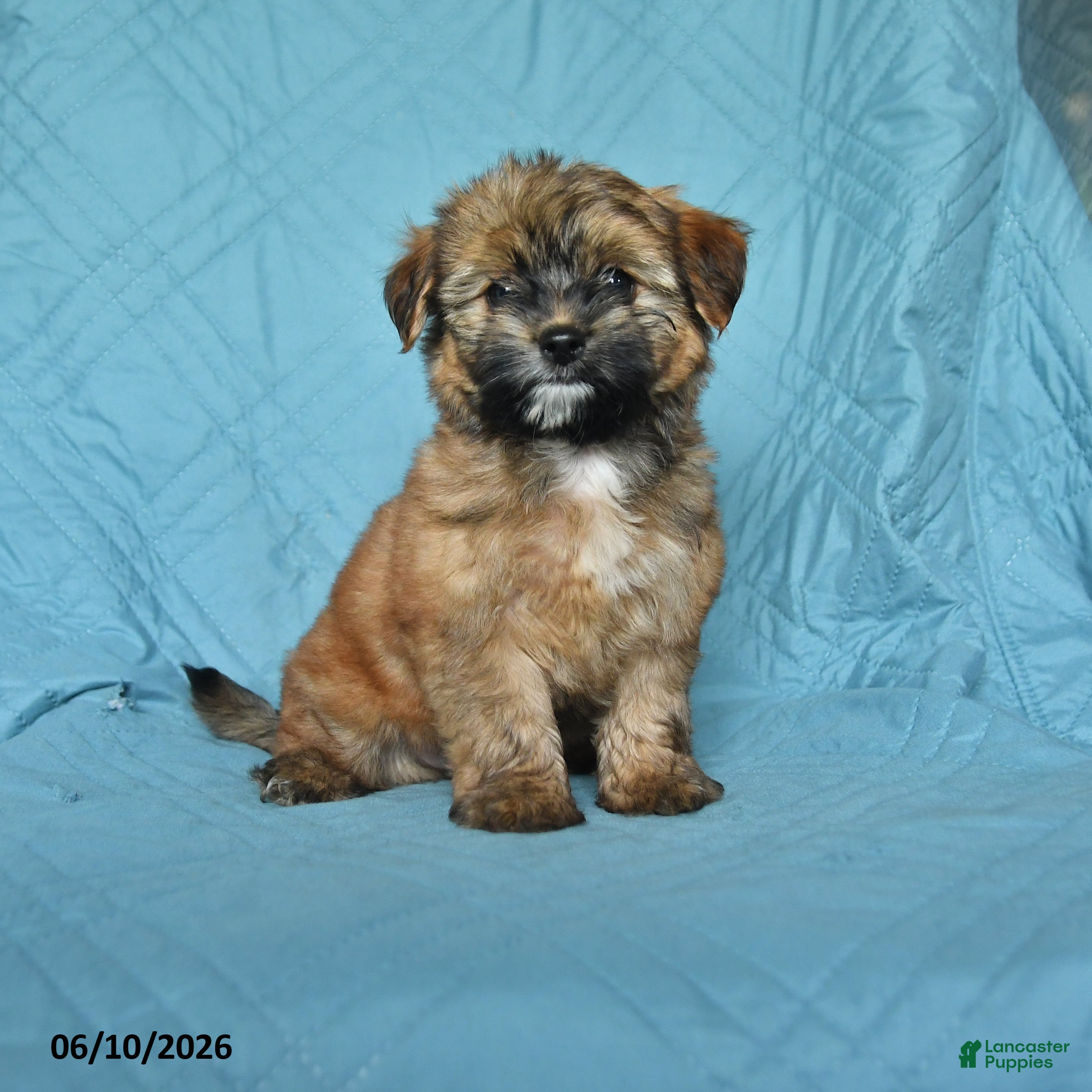 Mixed Breed dogs Matty - Ad 1