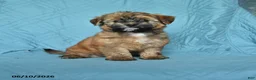 Mixed Breed dogs for sale: Matty - Ad 1