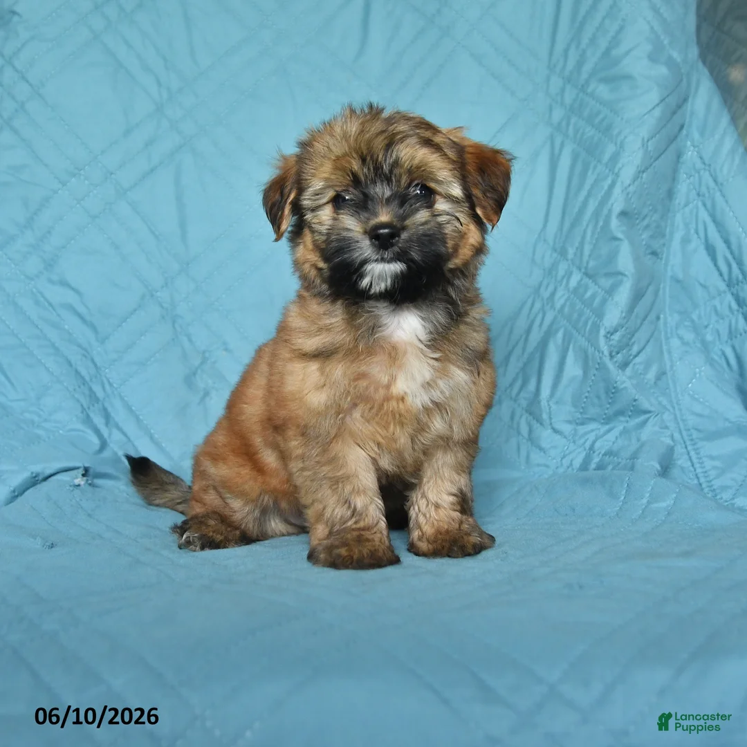 Mixed Breed dogs for sale: Matty - Ad 1