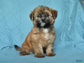 Mixed Breed dogs for sale: Matty - Ad 2