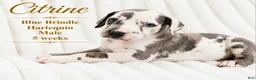 Great Dane dogs for sale: Citrine - Ad 5