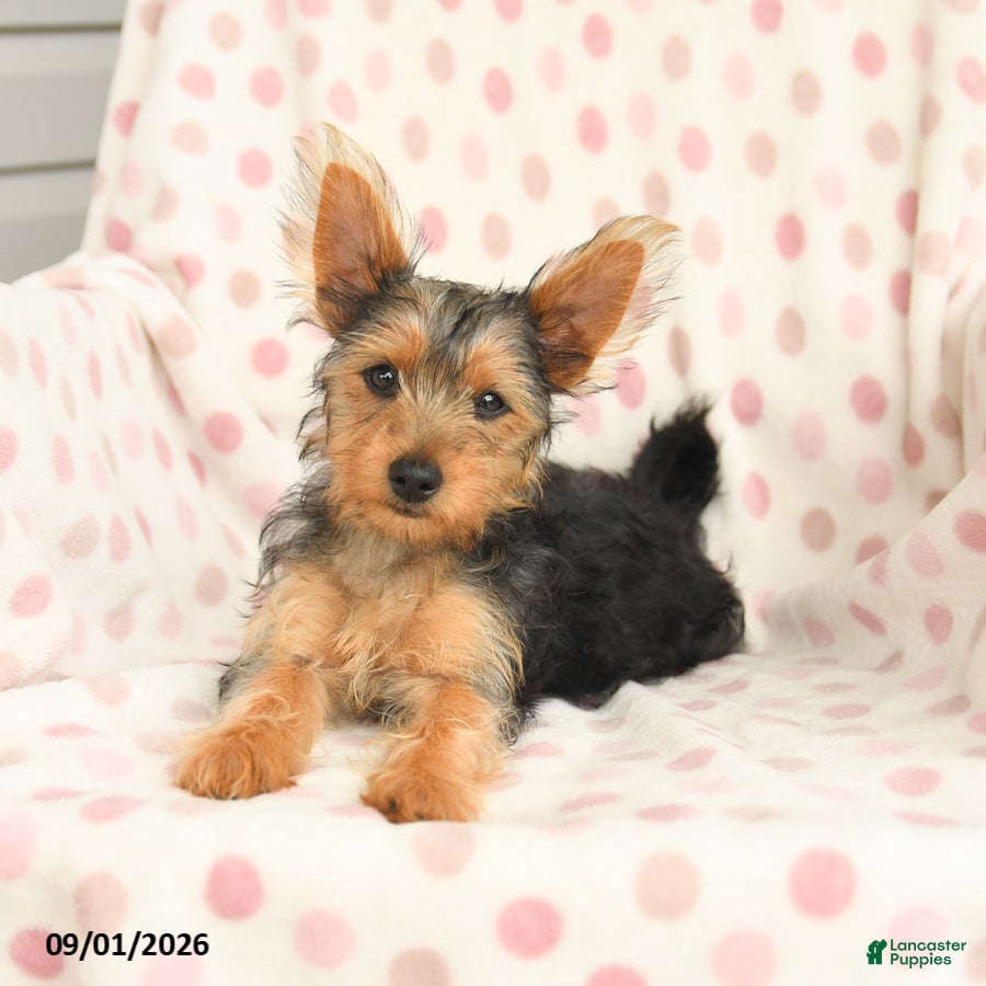 Yorkshire Terrier dogs Quincy - Ad 2