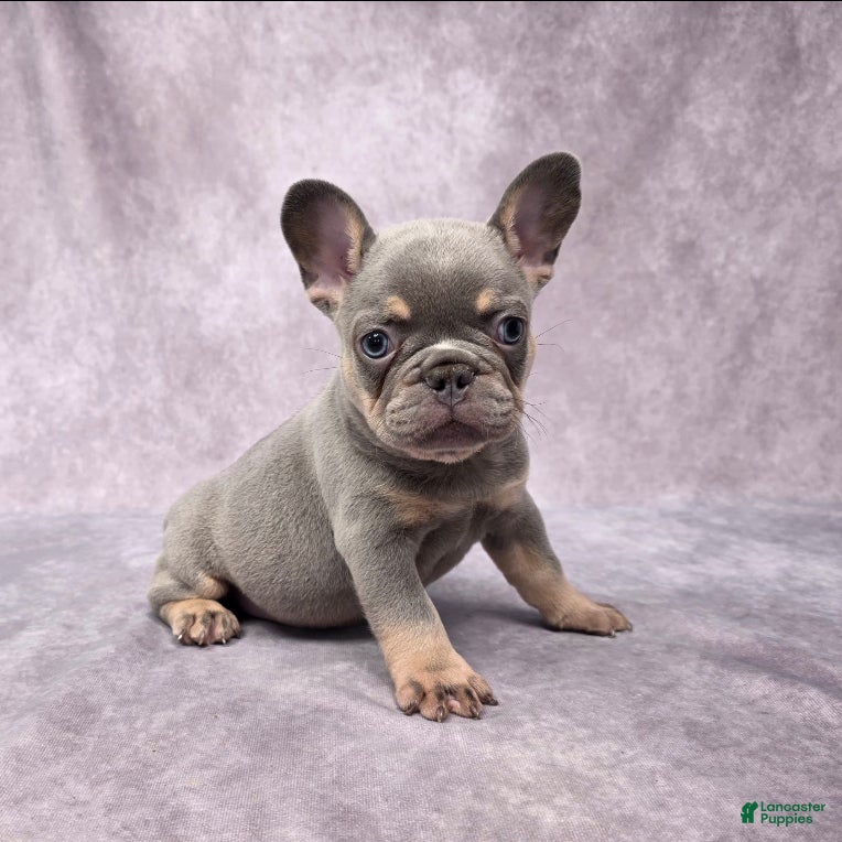 French Bulldog Puppies for sale under $2000 Lancaster Puppies