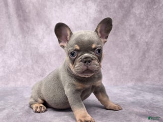 French Bulldog dogs - Ad 8