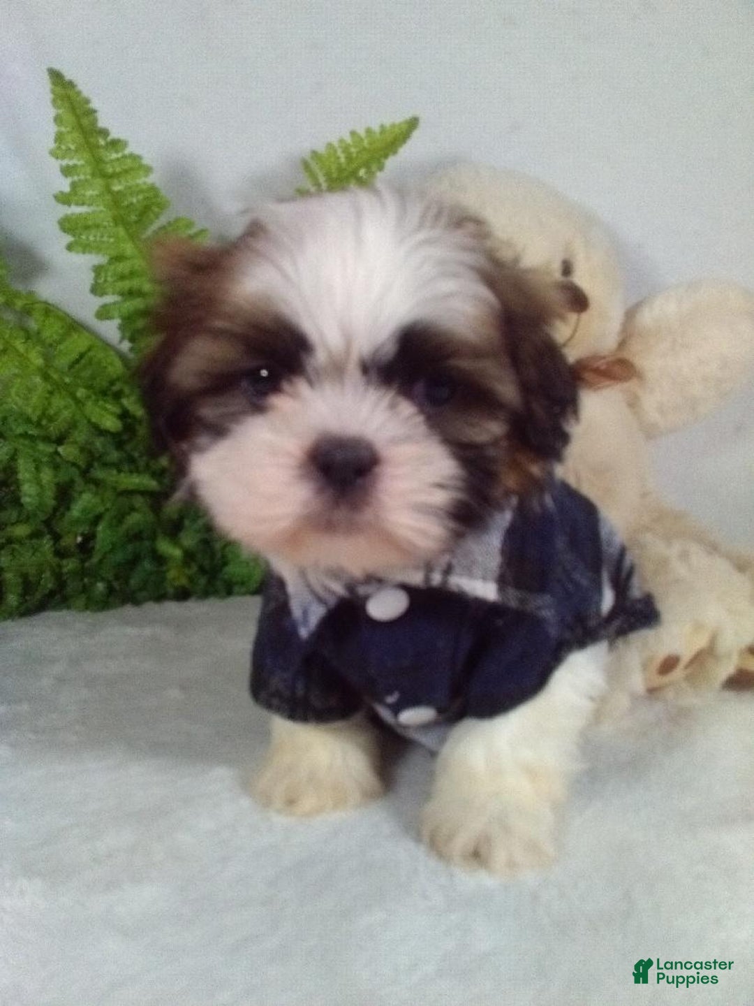 Shih Tzu dogs for sale: Chewy - Ad 3