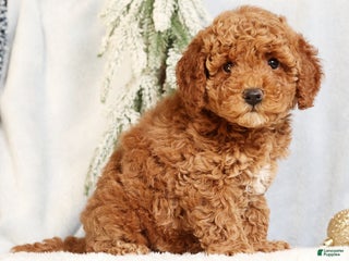 Mini Goldendoodle dogs Giselle - Ad 24