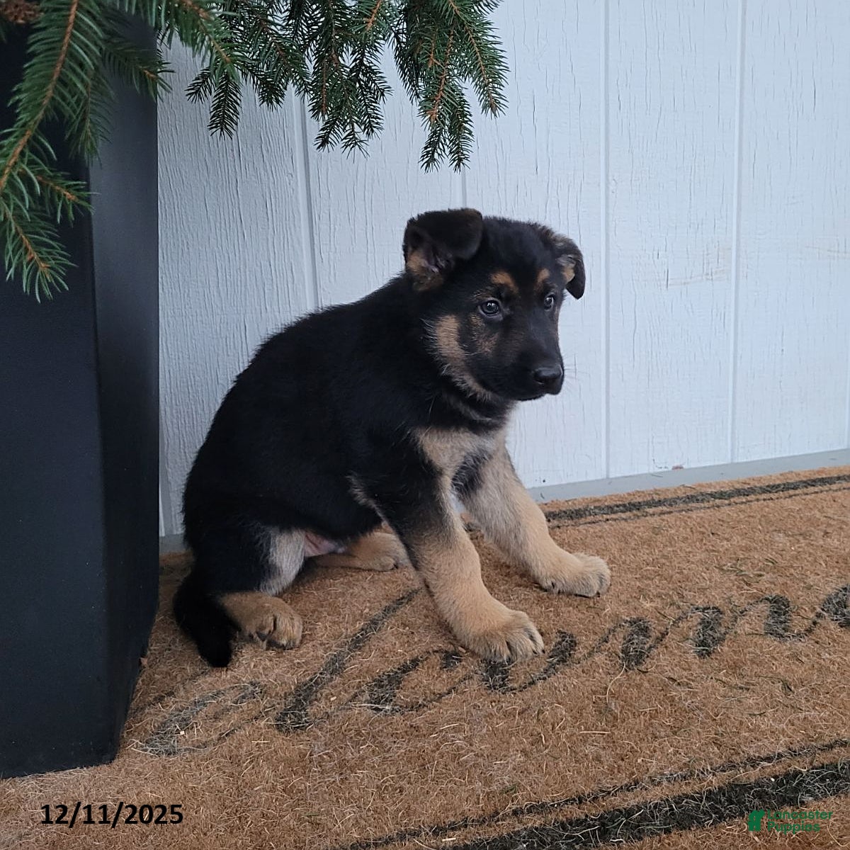 German Shepherd dogs Dom  - Ad 34