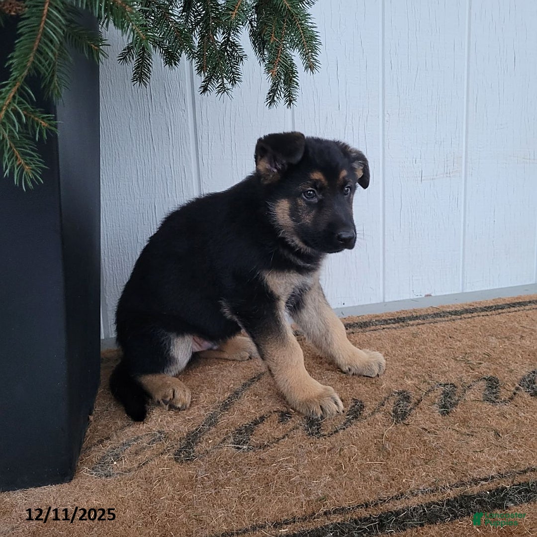 German Shepherd dogs for sale: Dom  - Ad 1