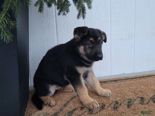 German Shepherd dogs Dom - Ad 37