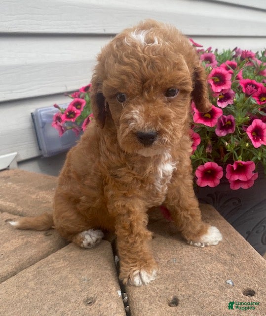 Mini Goldendoodle dogs Echo- mini/petite - Ad 2