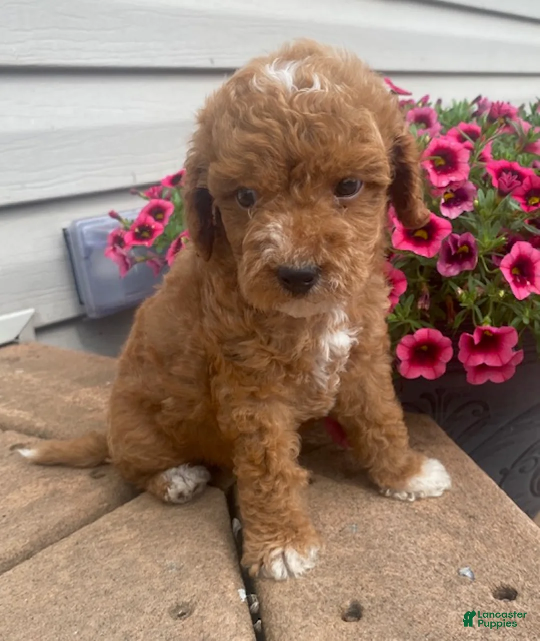 Mini Goldendoodle dogs for sale: Echo- mini/petite - Ad 2
