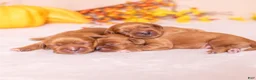 Cavalier King Charles Spaniel dogs for sale: Rita - Ad 6