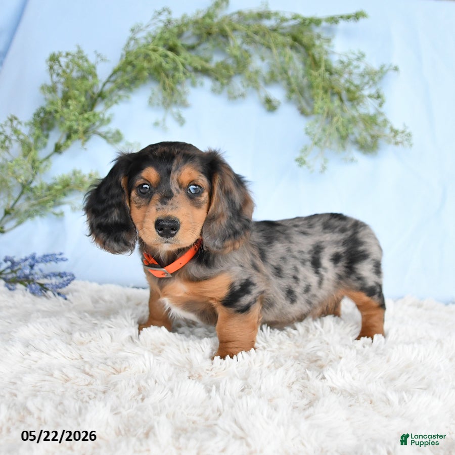 Miniature Dachshund dogs Hershey - Ad 1