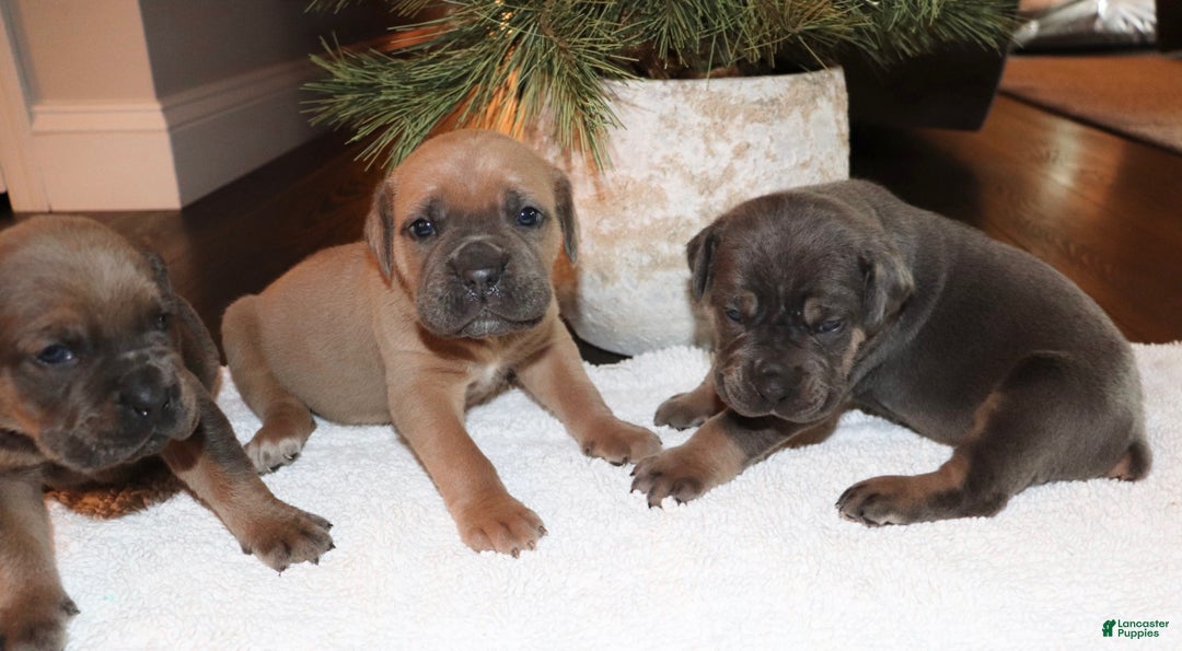 Cane Corso dogs for sale: Hank - Ad 6