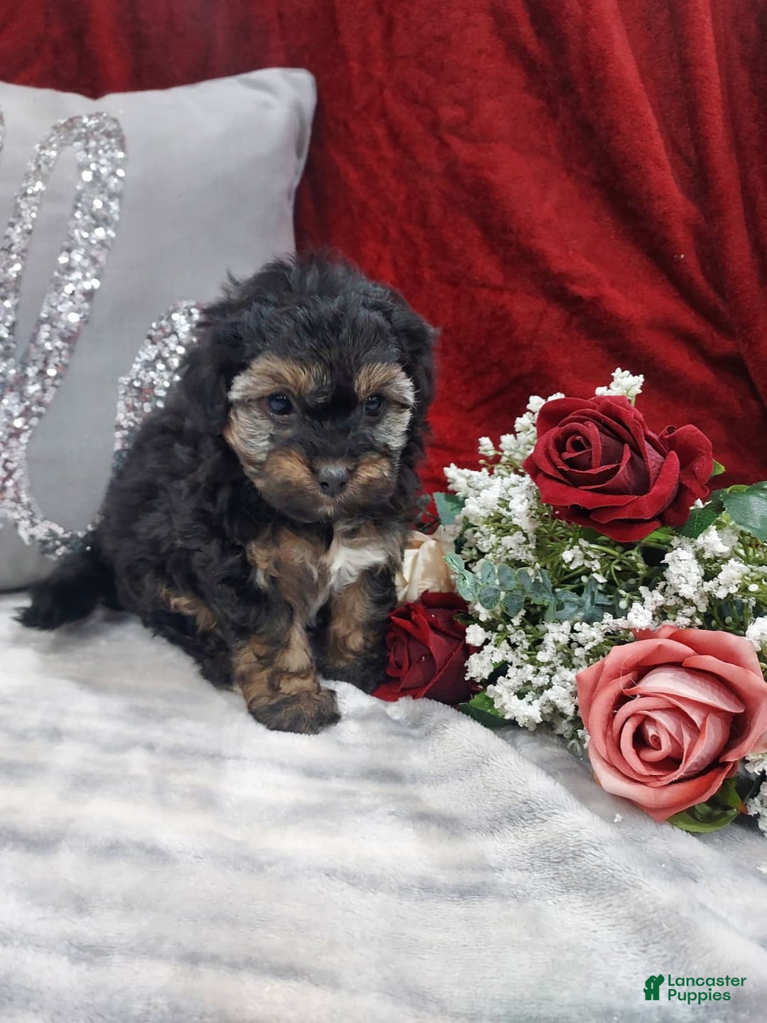 Mixed Breed dogs for sale: Rocky - Ad 3