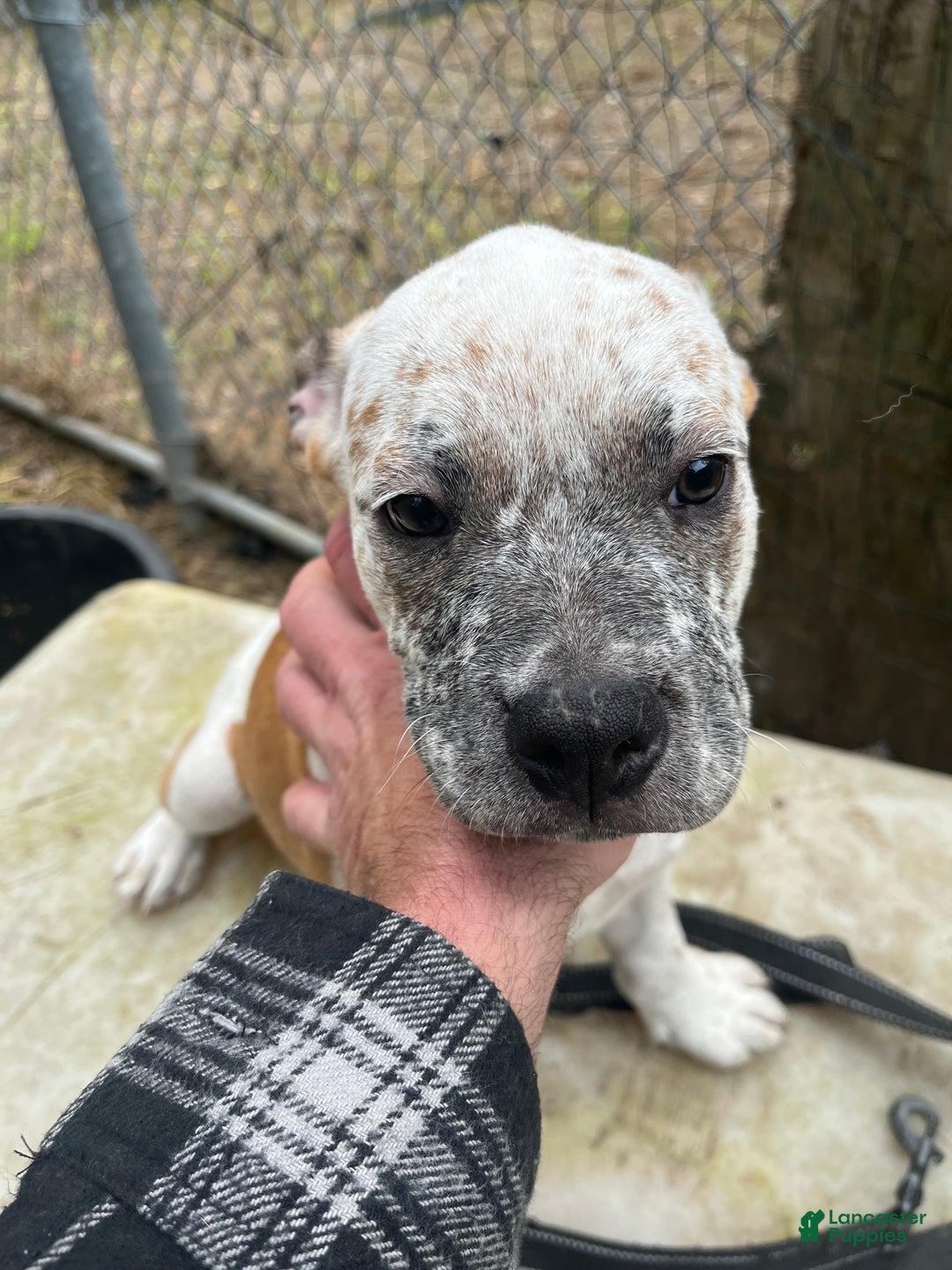 Mixed Breed dogs for sale: Mixed Breed Puppy 2 - Ad 1