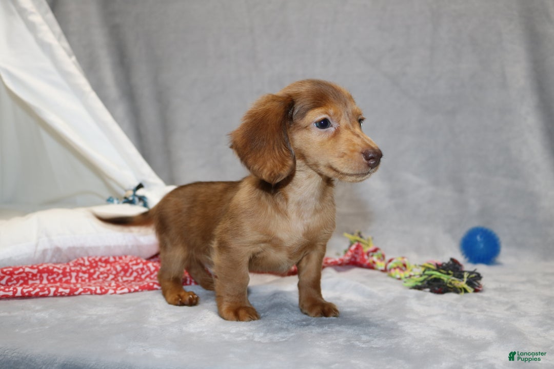 Miniature Dachshund dogs for sale: Archie  - Ad 13