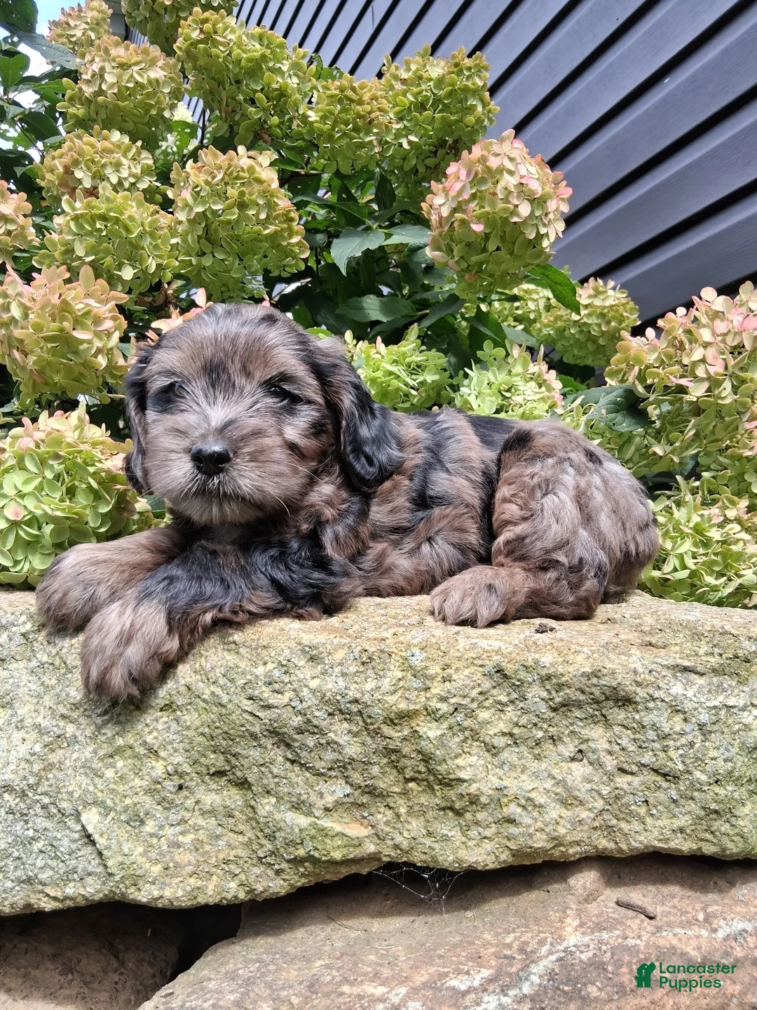 Yorkiepoo dogs for sale: Misty - Ad 1