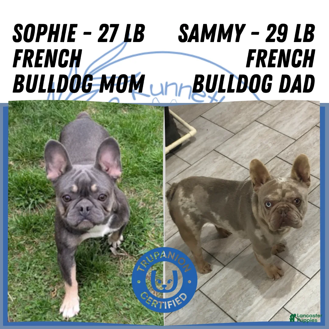 French Bulldog dogs for sale: Kai - Ad 10