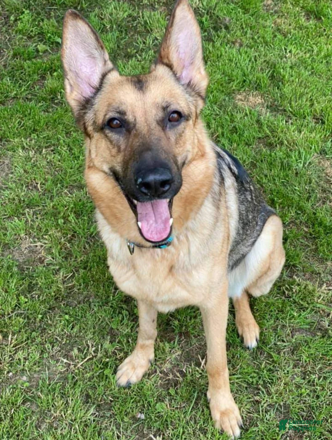 Golden Shepherd dogs for sale: Malfoy - Ad 2