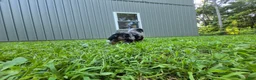 Bernedoodle dogs for sale: Nova - Ad 3