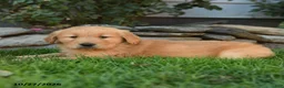 Golden Retriever dogs for sale: Valor - Ad 3