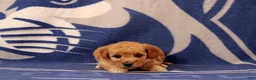 Mini Goldendoodle dogs for sale: Mini Goldendoodle 7 - Ad 4