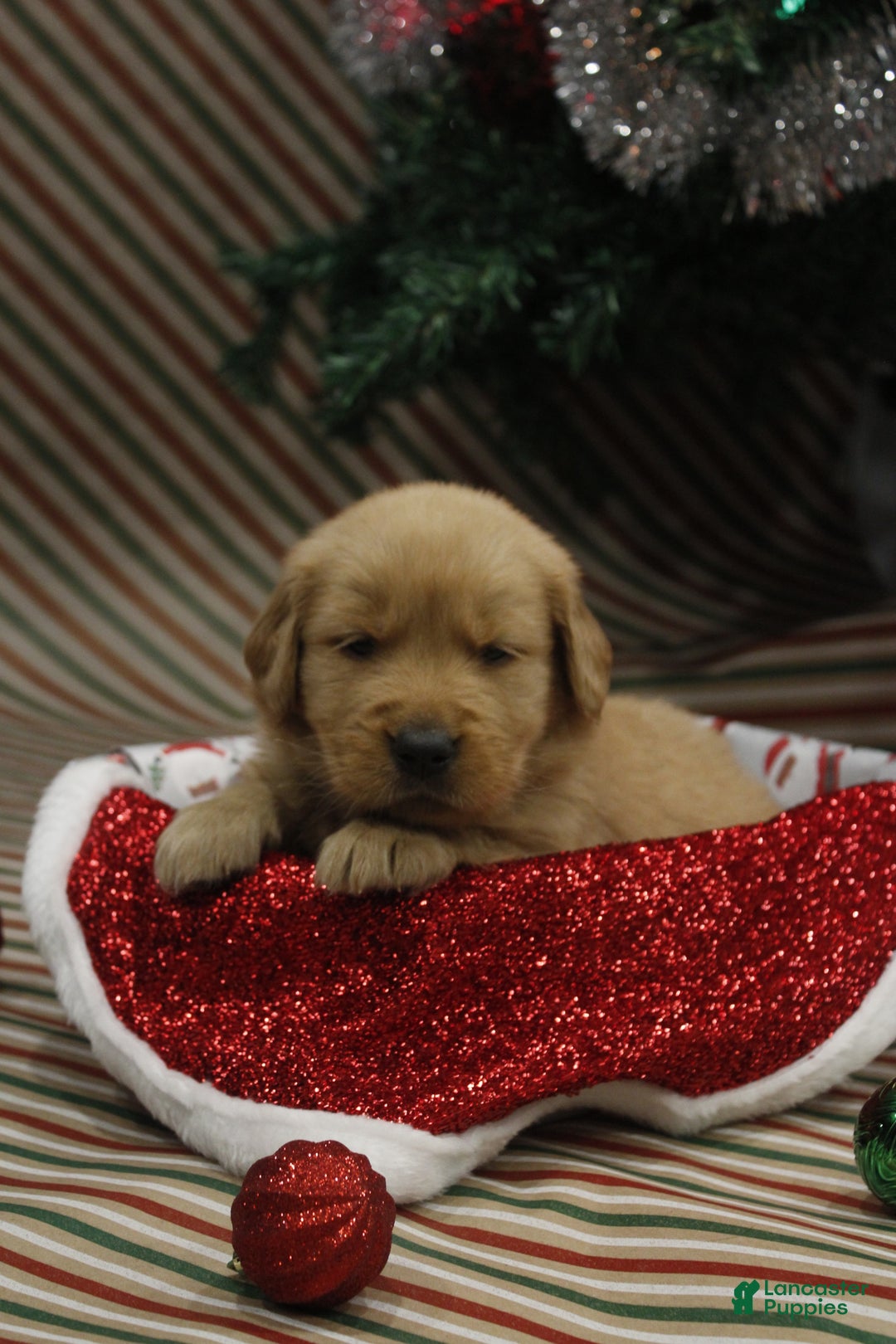 Golden Retriever dogs for sale: Frosty - Ad 2