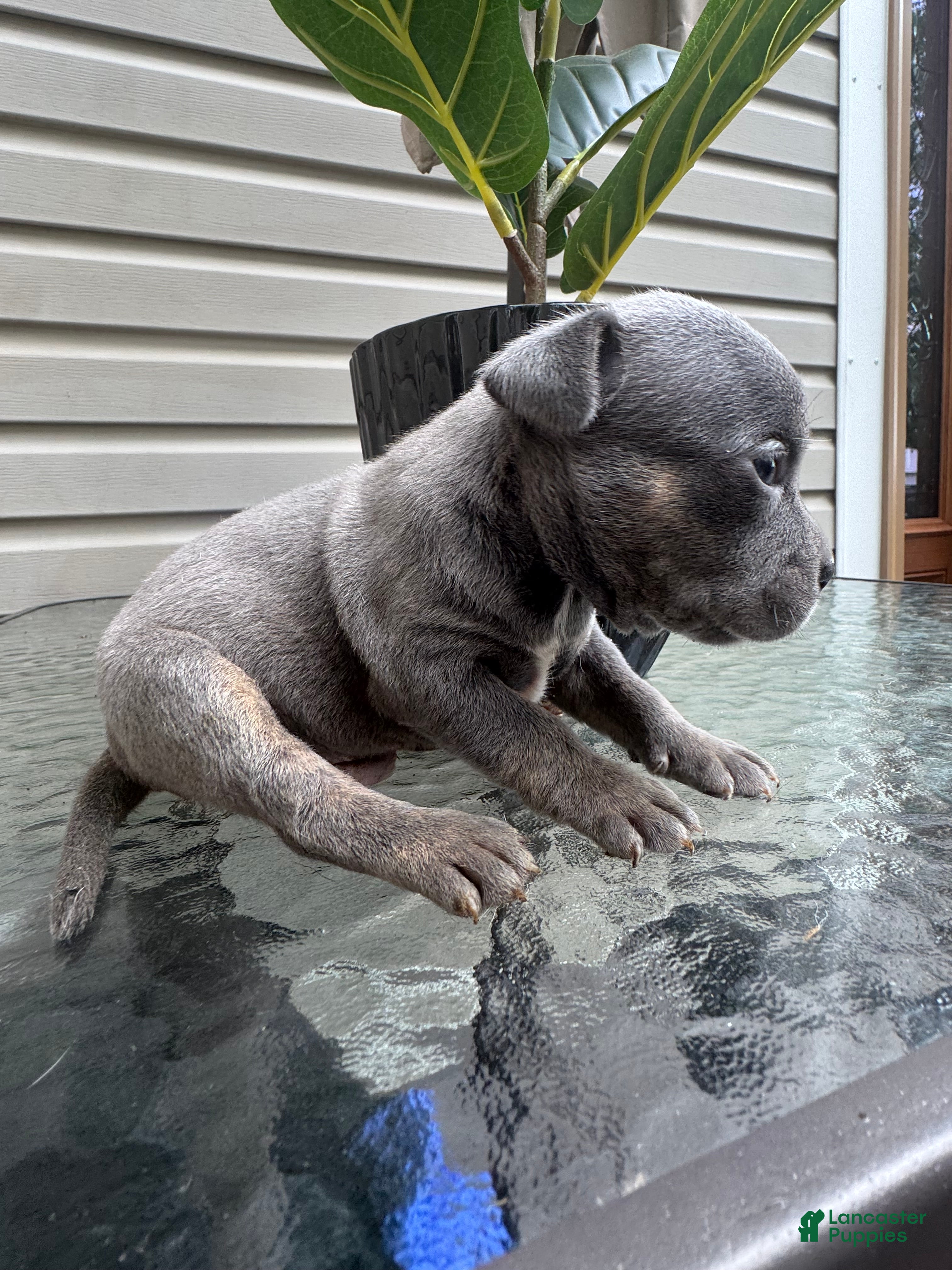 American Bully dogs American Bully 2 - Ad 13