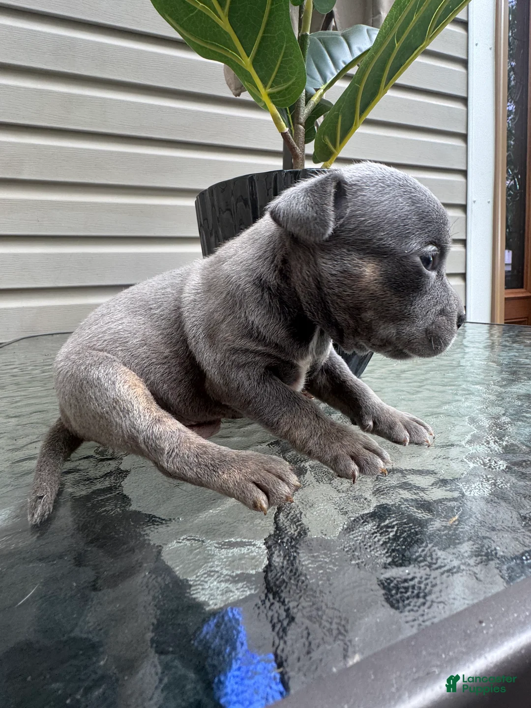 American Bully dogs for sale: American Bully 2 - Ad 1