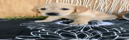 Golden Retriever dogs for sale: Grace - Ad 15