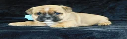 Mixed Breed dogs for sale: Rowdy - Ad 7