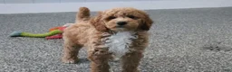Mini Goldendoodle dogs for sale: Skye - Ad 3