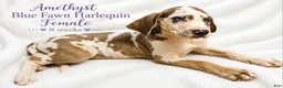 Great Dane dogs for sale: Amethyst  - Ad 2