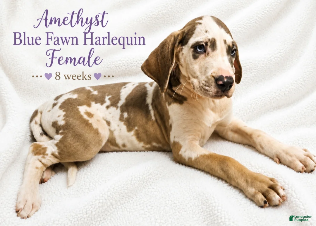 Great Dane dogs for sale: Amethyst  - Ad 2