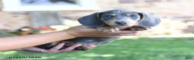 Dash