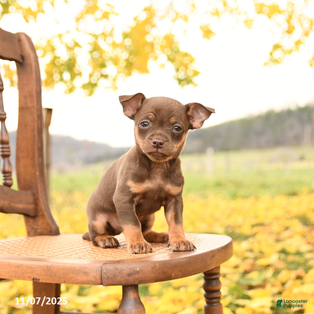 Chihuahua dogs for sale: Freddie - Ad 2