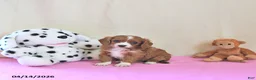 Cavapoo dogs for sale: Adora - Ad 3