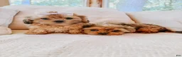 Shihpoo dogs for sale: Casper - Ad 3